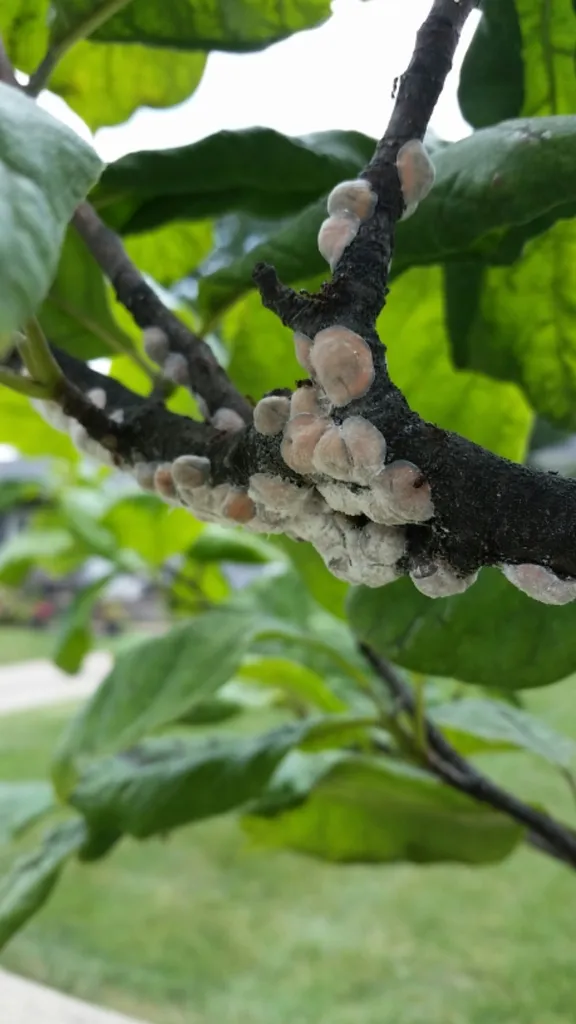 Magnolia Scale - photo 3