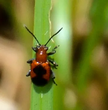 Neolema ephippium