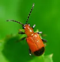 Neolema gundlachiana