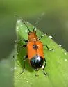 Neolema gundlachiana - photo 2