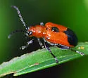 Neolema gundlachiana - photo 3