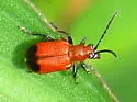 Neolema gundlachiana - photo 4