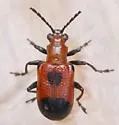Neolema gundlachiana - photo 5