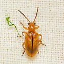 Neolema jacobina