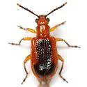Neolema ovalis - Neolema ovalis