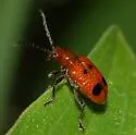 Neolema quadriguttata