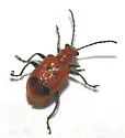 Neolema quadriguttata - photo 2