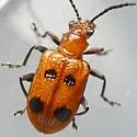 Neolema quadriguttata - photo 4