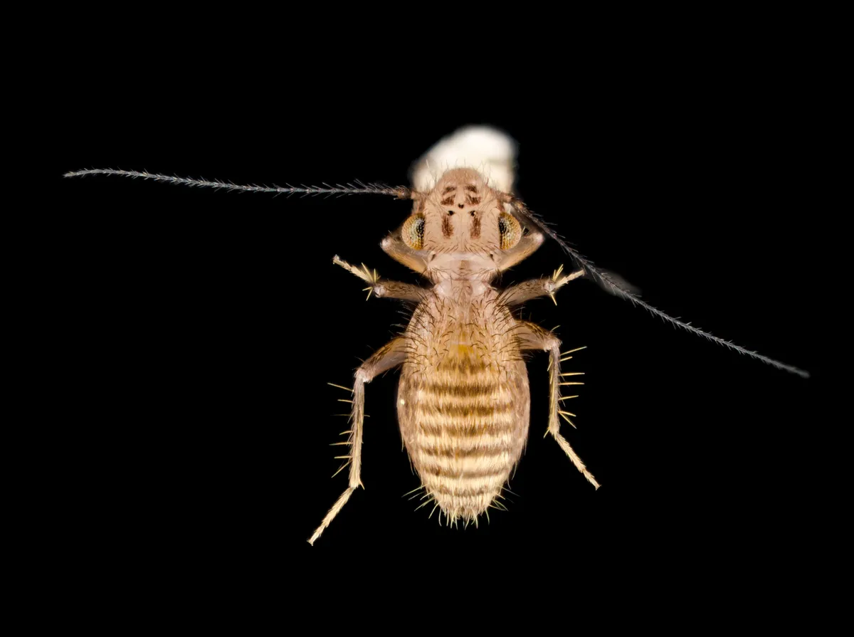 Neolepolepis occidentalis