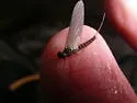 Neoleptophlebia adoptiva