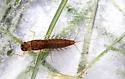 Neoleptophlebia assimilis