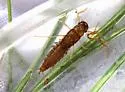 Neoleptophlebia assimilis - photo 2