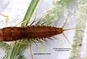 Neoleptophlebia assimilis - photo 3