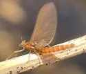 Neoleptophlebia assimilis - photo 4