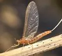 Neoleptophlebia assimilis - photo 5