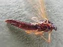 Neoleptophlebia heteronea - photo 4