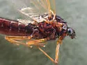 Neoleptophlebia heteronea - photo 5