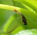 Neoleptophlebia memorialis