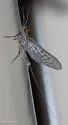 Neoleptophlebia memorialis - photo 2