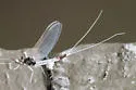Neoleptophlebia memorialis - photo 3