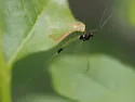 Neoleptophlebia memorialis - photo 4
