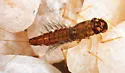 Neoleptophlebia mollis