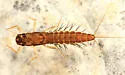 Neoleptophlebia mollis - photo 2