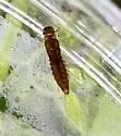 Neoleptophlebia mollis - photo 4