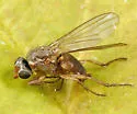 Neoleria inscripta