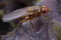 Neoleria inscripta - photo 3