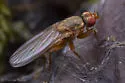 Neoleria inscripta - photo 4