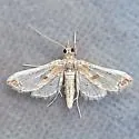 Neoleucinodes torvis - Hodges#5102.1