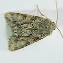 Neoligia canadensis - Hodges#9411.1