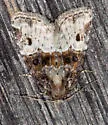 Square-spotted Brocade - Hodges#9410 - photo 2