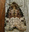 Square-spotted Brocade - Hodges#9410 - photo 3