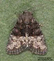 Neoligia elephas - Hodges#9413.3