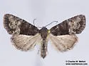 Neoligia elephas - Hodges#9413.3 - photo 2