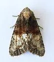 Neoligia elephas - Hodges#9413.3 - photo 3
