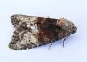 Neoligia elephas - Hodges#9413.3 - photo 4