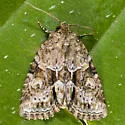 Exhausted Brocade - Hodges#9408