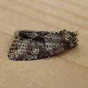 Exhausted Brocade - Hodges#9408 - photo 2