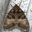 Neoligia invenusta - Hodges#9413.2 - photo 2
