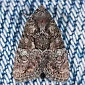 Neoligia invenusta - Hodges#9413.2 - photo 3