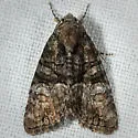 Neoligia invenusta - Hodges#9413.2 - photo 4