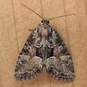Neoligia subjuncta - Hodges#9412