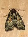Neoligia subjuncta - Hodges#9412 - photo 2