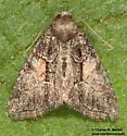 Neoligia surdirena - Hodges#9412.4