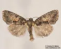 Neoligia surdirena - Hodges#9412.4 - photo 2