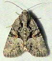 Neoligia tonsa - Hodges#9413 - photo 2