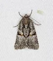 Neoligia tonsa - Hodges#9413 - photo 4